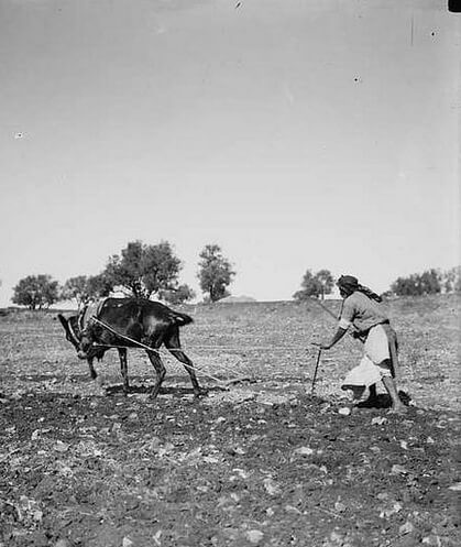 40 acres and a mule