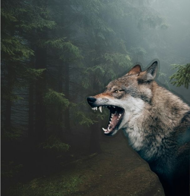 wolfman of werewolf springs